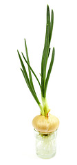 Image showing Onions gave roots and green sprout