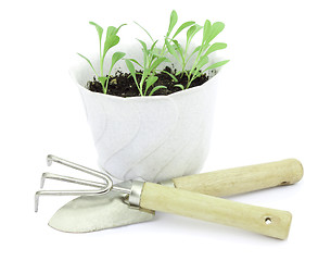 Image showing Young seedlings of flowers in bright pots