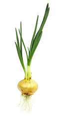 Image showing Sprouting onions