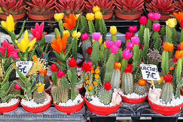 Image showing Cactus flower