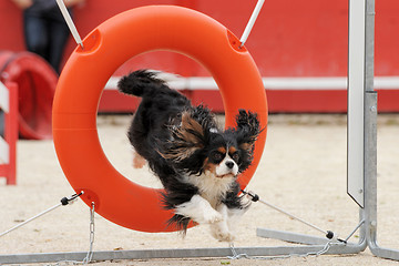 Image showing jumping cavalier king charles