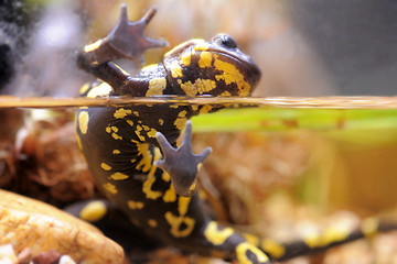 Image showing The fire salamander - Salamandra