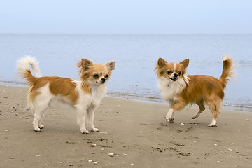 Image showing chihuahuas on the beach