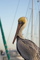 Image showing Pelican