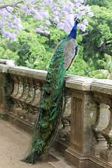 Image showing peacock on a fence