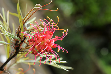 Image showing Grevillea olivacea