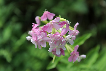 Image showing Soapwort ,Saponaria officinalis