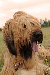 Image showing briard, french shepherd