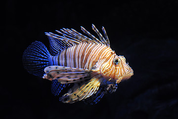 Image showing Red lionfish
