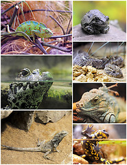 Image showing reptiles and amphibians