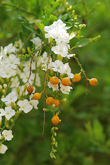 Image showing skyflowers, Duranta erecta