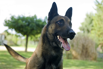 Image showing malinois