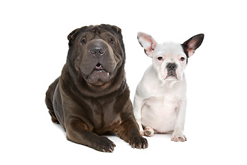 Image showing Shar-Pei and a French Bulldog puppy
