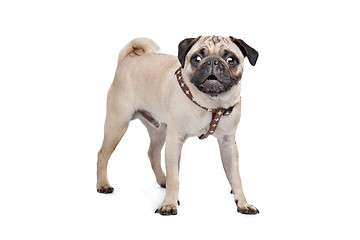 Image showing Pug dog