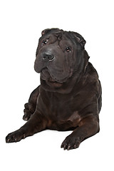 Image showing Shar-Pei