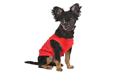 Image showing chihuahua with red shirt