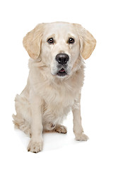 Image showing Golden Retriever