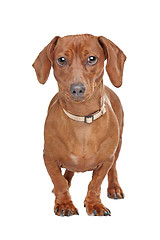 Image showing short haired dachshund