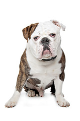 Image showing Old English Bulldog