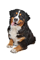 Image showing Bernese Mountain Dog