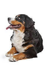 Image showing Bernese Mountain Dog