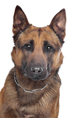 Image showing Belgian Shepherd portrait