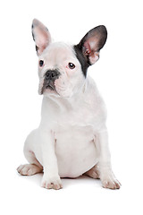 Image showing French Bulldog puppy