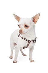 Image showing White Chihuahua