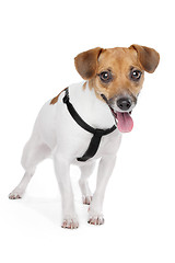 Image showing Jack Russel Terrier