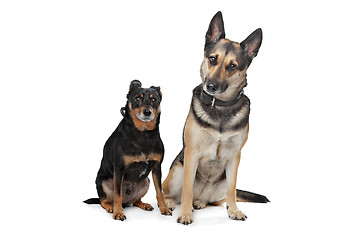 Image showing Two mixed breed dogs