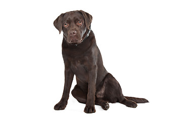 Image showing Chocolate Labrador