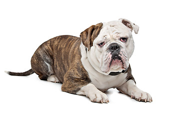 Image showing Old English Bulldog