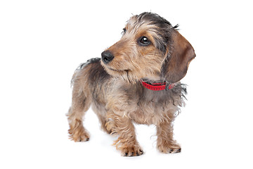 Image showing Wire-haired Dachshund