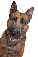 Image showing Belgian Shepherd portrait