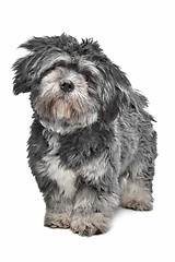 Image showing Lhasa Apso