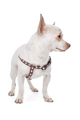 Image showing White Chihuahua