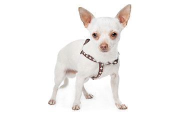 Image showing White Chihuahua