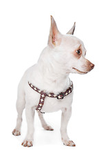 Image showing White Chihuahua