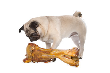 Image showing Pug with a huge bone