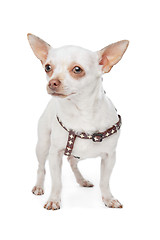 Image showing White Chihuahua