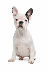 Image showing French Bulldog puppy