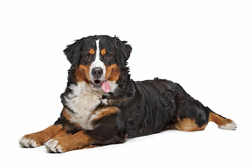 Image showing Bernese Mountain Dog