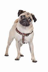 Image showing Pug dog