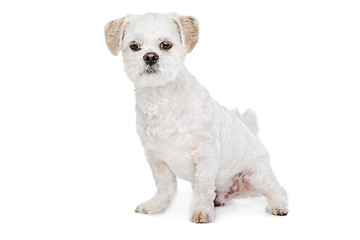 Image showing Mixed breed dog