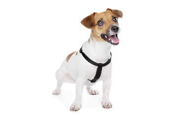 Image showing Jack Russel Terrier