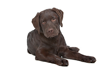 Image showing Chocolate Labrador