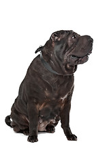 Image showing Shar-Pei