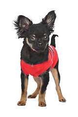 Image showing chihuahua with red shirt