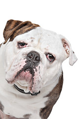 Image showing Old English Bulldog