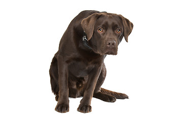 Image showing Chocolate Labrador